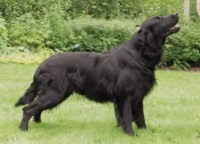 FLAT COATED RETRIEVER