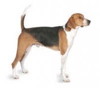 FOXHOUND INGLES