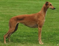 GREYHOUND