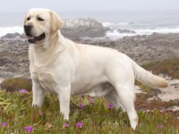 LABRADOR RETRIEVER