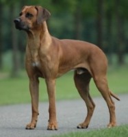 RHODESIAN RIDGEBACK