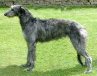 DEERHOUND