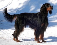 SETTER GORDON