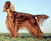 SETTER IRLANDÊS RUIVO