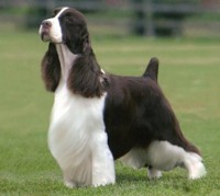 SPRINGER SPANIEL INGLES