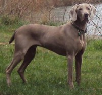 WEIMARANER