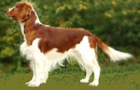 WELSH SPRINGER SPANIEL