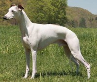 WHIPPET