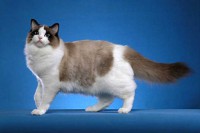 RAGDOLL