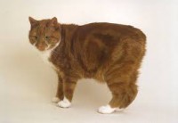 MANX