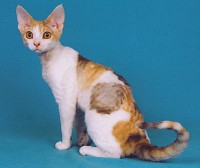 DEVON REX