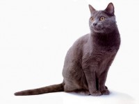 CHARTREUX