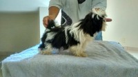 Shih-Tzu