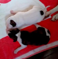 Whippet