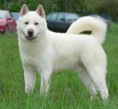 AKITA