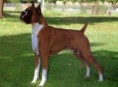 BOXER