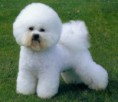 BICHON FRISE