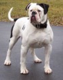 BULLDOGUE AMERICANO