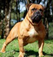 BULDOGUE SERRANO