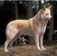 CÃO DO CANAÃ