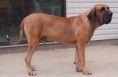 FILA BRASILEIRO