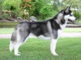 HUSKY SIBERIANO