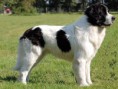 LANDSEER