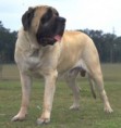 MASTIFF