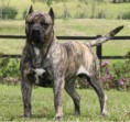 DOGO CANARIO
