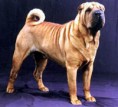 SHAR PEI