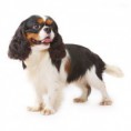 KING CHARLES SPANIEL