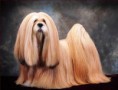 LHASA APSO