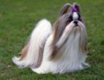SHIH TZU