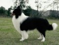 BORDER COLLIE