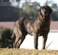 CÃO DE CASTRO LABOREIRO