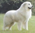 CÃO DA MONTANHA DOS PIRINEUS