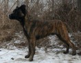 CÃO FILA DE SÃO MIGUEL