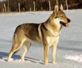 CÃO LOBO TCHECOSLAVACO