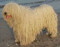 KOMODOR
