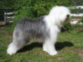 OLD ENGLISH SHEEPDOG