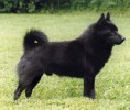 SCHIPPERKE