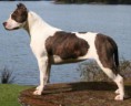 AMERICAN STAFFORDSHIRE TERRIER