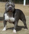 AMERICAN BULLY