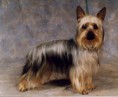 SILKY TERRIER AUSTRALIANO