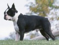 BOSTON TERRIER