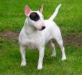 BULL TERRIER MINIATURA