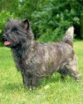 CAIRN TERRIER