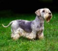 CESKY TERRIER