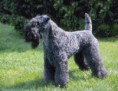 KERRY BLUE TERRIER