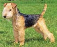 LAKELAND TERRIER